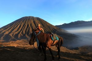 Kuda Bromo