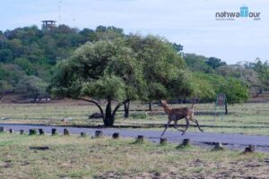 Taman Nasional Baluran Melindungi Apa Saja