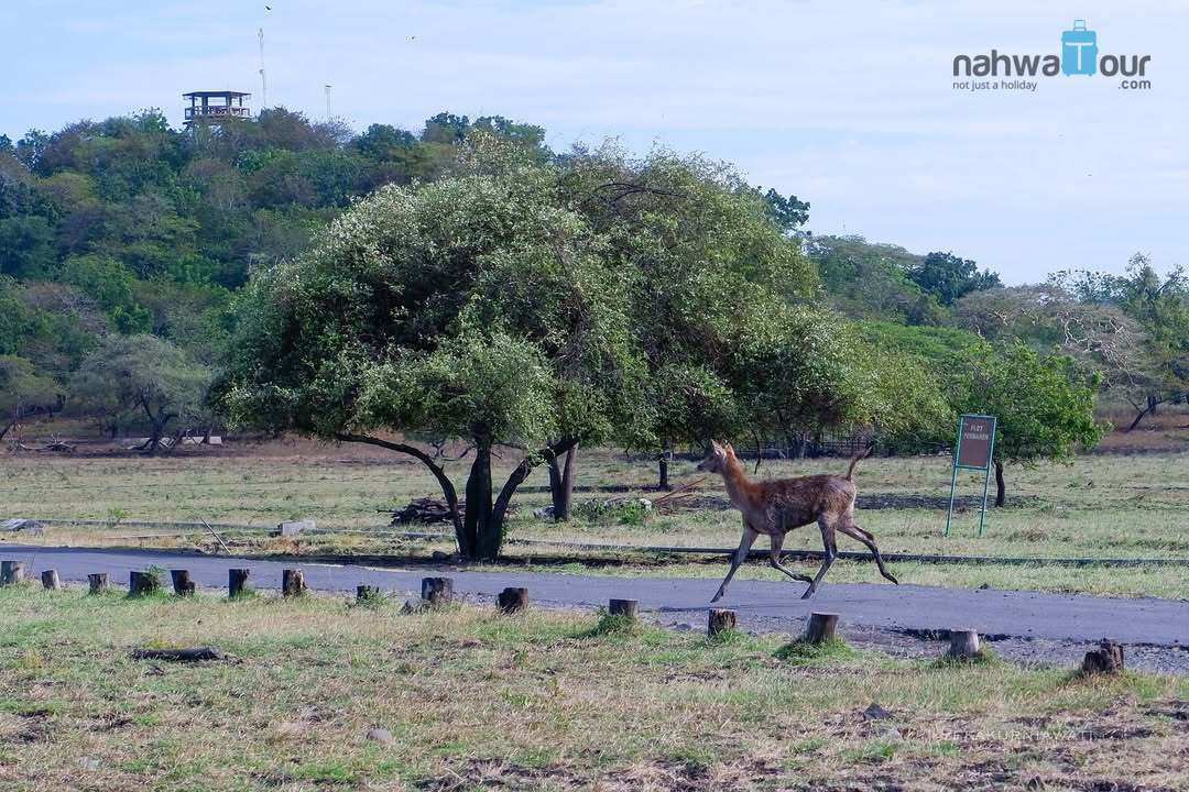 Taman Nasional Baluran Melindungi Apa Saja