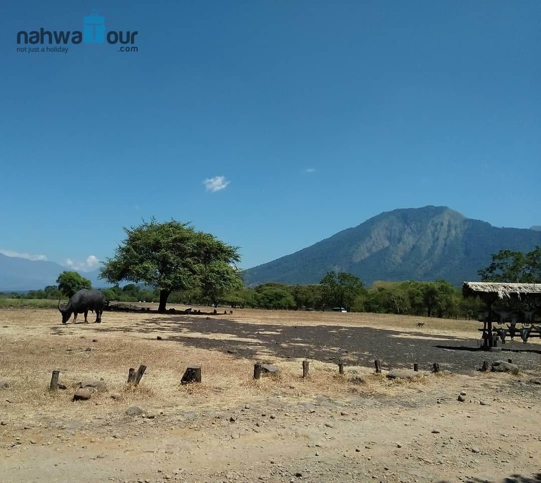 Apakah Gunung Baluran Masih Aktif