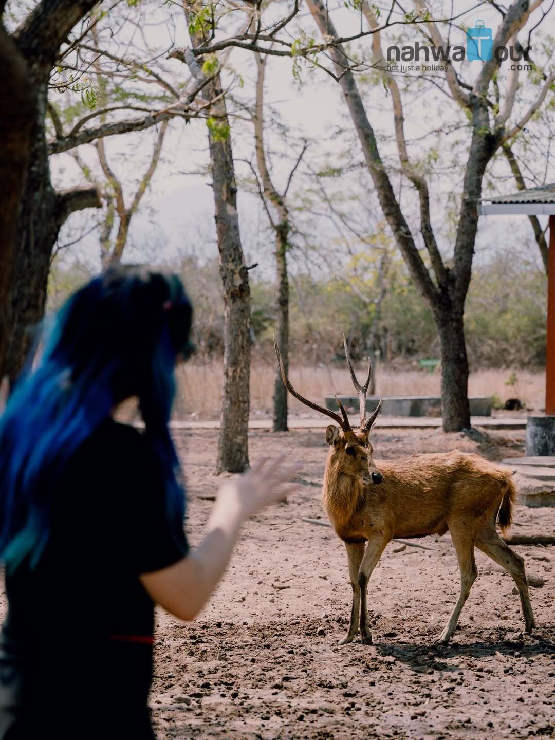 Mengapa Taman Nasional Baluran Memiliki Berbagai Macam Flora dan Fauna