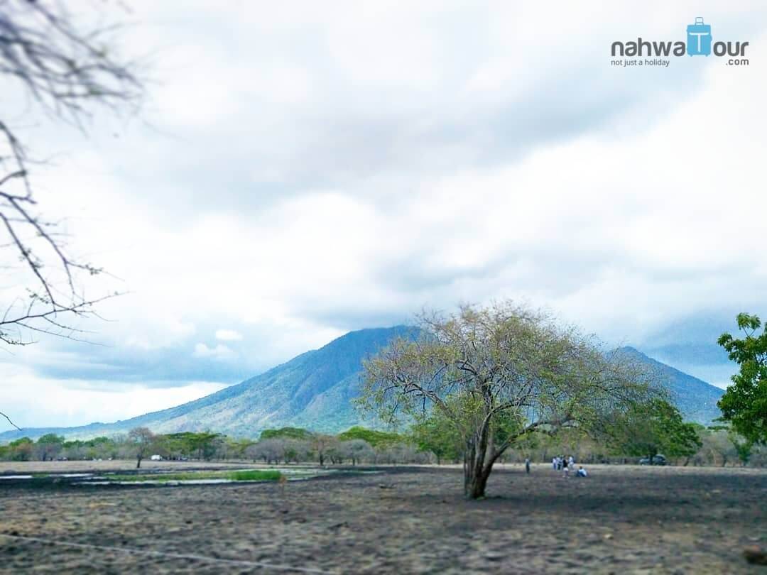 Apakah Taman Nasional Baluran Menjadi Habitat Asli Tumbuhan Akasia Berduri Apakah Taman Nasional Baluran Menjadi Habitat Asli Tumbuhan Akasia Berduri