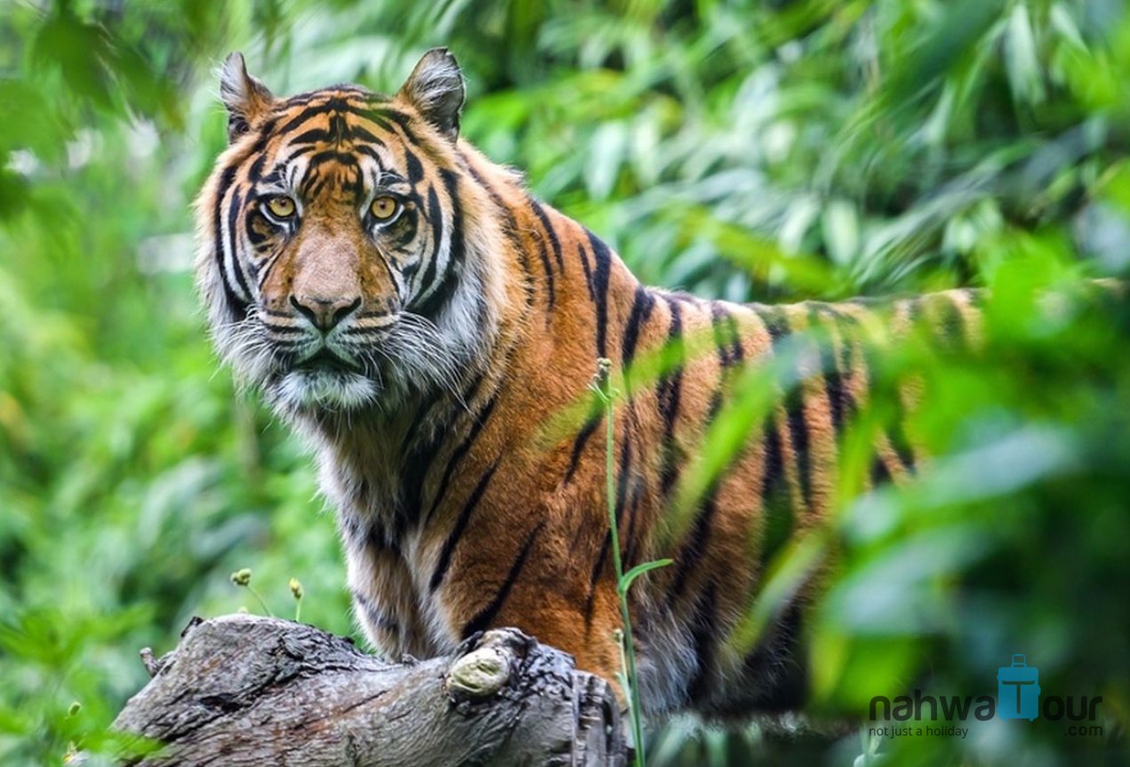 Apakah Taman Nasional Baluran Menjadi Tempat Penangkaran Harimau Jawa Apakah Taman Nasional Baluran Menjadi Tempat Penangkaran Harimau Jawa